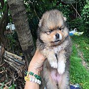 ปอมแท้ สวย ๆ 6500