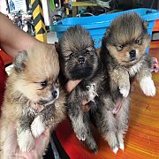 ปอมเมอเรเนียนแท้