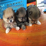 ปอมเมอเรอเนียน