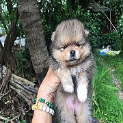 ปอมเมอเรเนียนนแท้