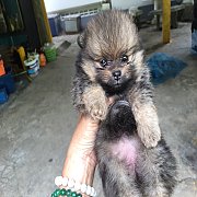 ปอมเมอเรเนียนแท้ ไซร์เล็ก