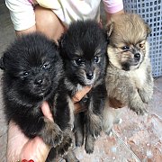 ปอมแท้ น่ารัก 