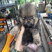 ปอมสีน้ำตาลและ บล๊อกแทน