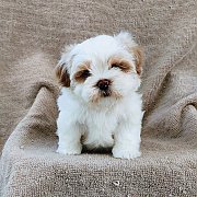 ชิสุแท้สีขาวครีม6500.-เก็บปลายทาง มีปะกันสุขภาพ เทสลำไส้ก่อนส่งline::happyshihtz...