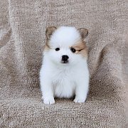 ปอมแท้ราคา6500.-ส่งฟรีกทม.idline::happyshihtzu4289