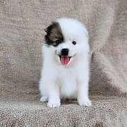 ปอมแท้ราคา6500.-ส่งฟรีกทม.idline::happyshihtzu4289