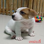ขายสาวน้อยแจ็ครัสเซล🤩  ขนสั้น สวยๆ💖แท้ๆ👍 มาร์คกิ้งโดนๆ&#...