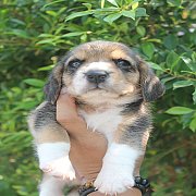 บีเกิ้ลสามสี เพศเมีย พร้อมย้ายย้าน