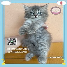***ได้บ้านแล้ว***ลูกแมวเมนคูนเทาอ่อน