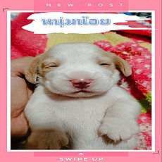 บีเกิ้ลแท้ 2 สี เกรดสวย