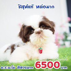 ชิสุแท้ พร้อมส่วนลด  ❤️บ้านกิ๊ฟซ่าอัพเดท 21/11