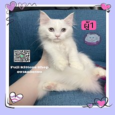 ***ได้บ้านแล้ว***ลูกแมวเมนคูน