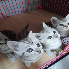 ขายลูกอเมริกันช็อตแฮร์ เกิด 21/09/66