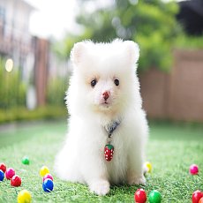 ปอม ปอม 