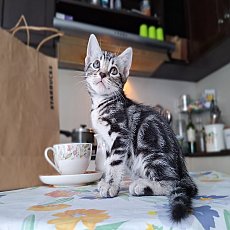 แมวอเมริกันช็อตแฮร์  หาบ้าน 