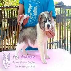 ขายลูกบางแก้วเพศผู้ รหัส TD04 สีขาว-เทา พันธุ์แท้+วัคซีน+ใบเพ็ดสมาคมพัฒฯ มีบริกา...