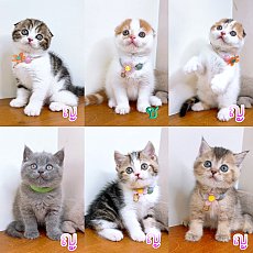 แมวสก๊อตติสโฟร์ สายพันธุ์แท้ คุณภาพ
