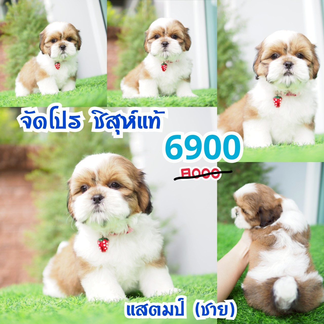 ชิสุห์แท้ กิ๊ฟซ่า