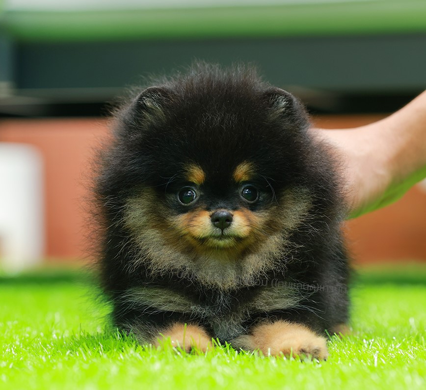 ปอมแท้ ปอมเมอเรเนียน HRF-68108 เพศหญิง สีแบล็คแทน อายุ 2 เดือน หน้าตาน่ารัก ขาสั...