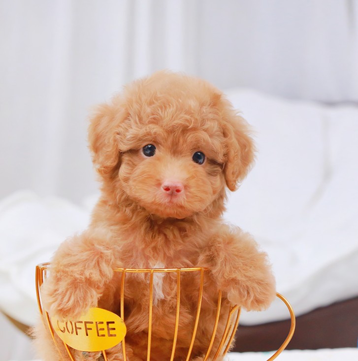 พุดเดิ้ล PDF-50468 เพศหญิง สีน้ำตาล อายุ 2 เดือน ตัวเล็ก ขาสั้น หน้าสั้น ขนแน่นฟ...