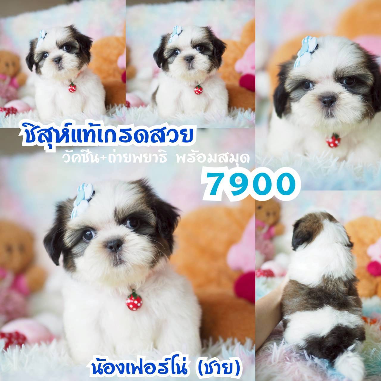 วัคซีน พร้อมสมุด ที่ กิ๊ฟซ่า กทม.จตุโชติ6