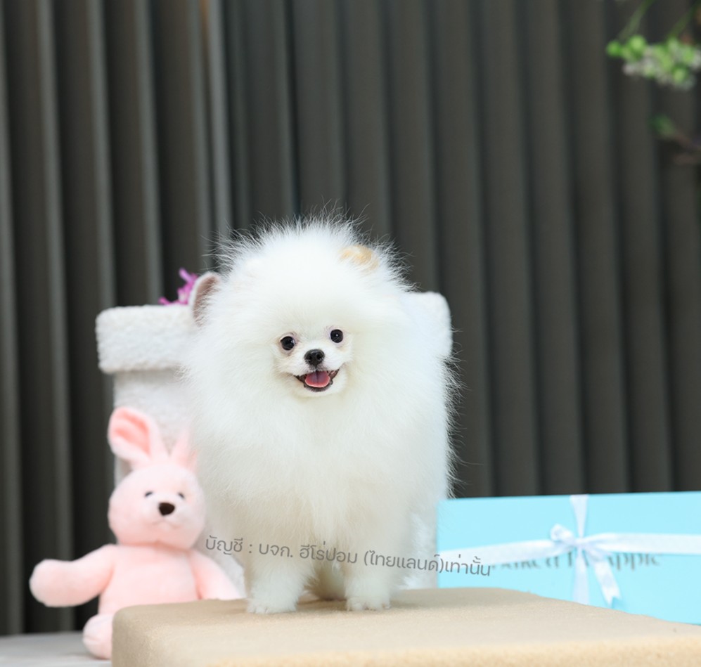 ปอมแท้ ปอมหน้าหมี HRM-10381 เพศชาย สีขาวส้ม อายุ 2 เดือน ขนแน่น ขาใหญ่ กินเก่ง ห...