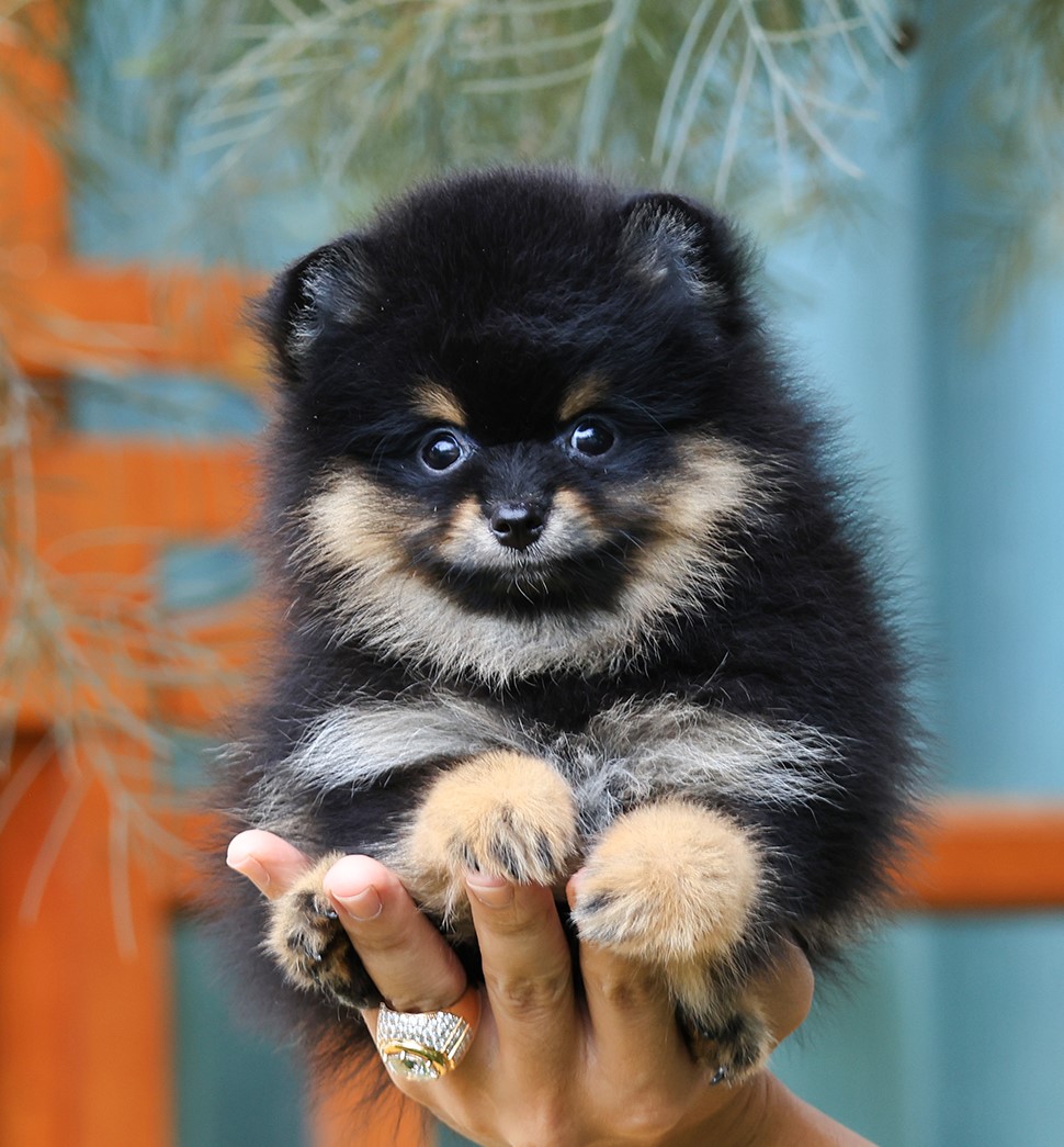 ปอมแท้ ปอมเมอเรเนียน HRM-68759 เพศชาย สีแบล็คแทน อายุ 2 เดือน หน้าตาน่ารัก ขาสั้...