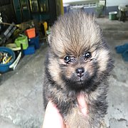 ปอมแท้ ตัวเมีย 5800