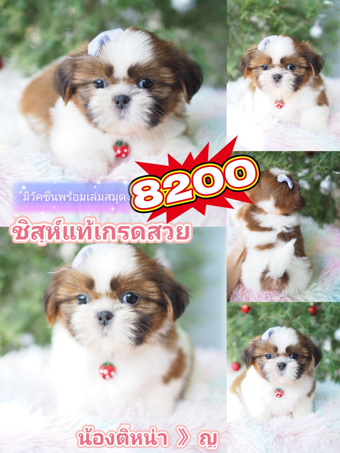 กิ๊ฟซ่า