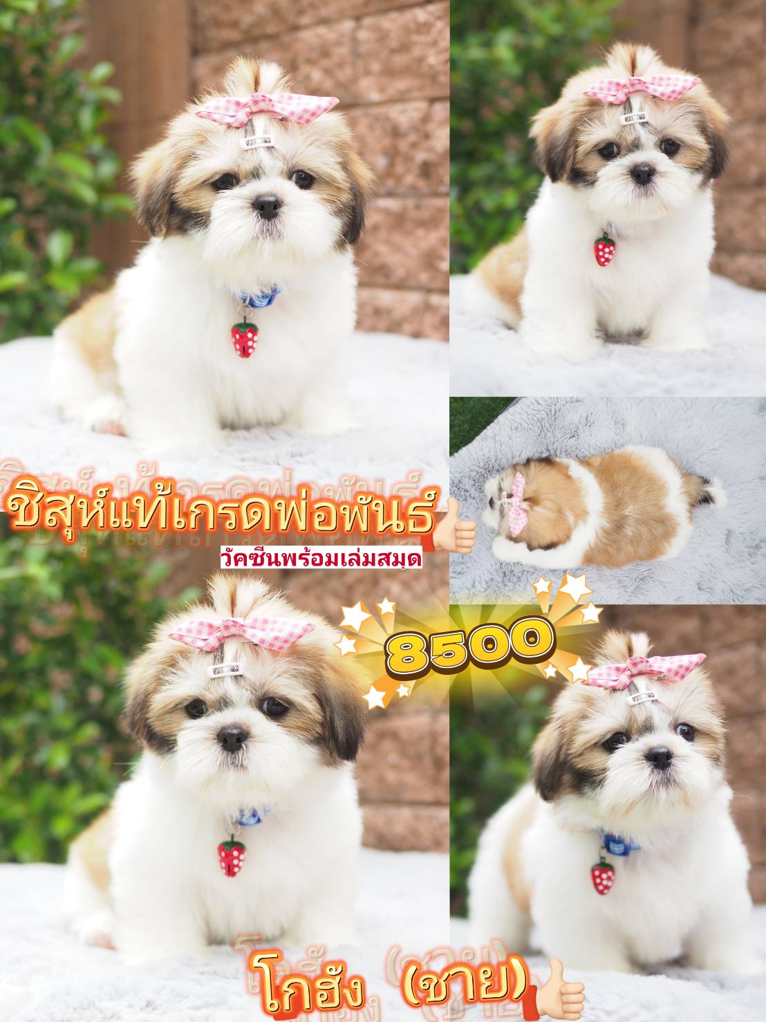 Shihtzu หล่อมาก เกรดพ่อพันธ์