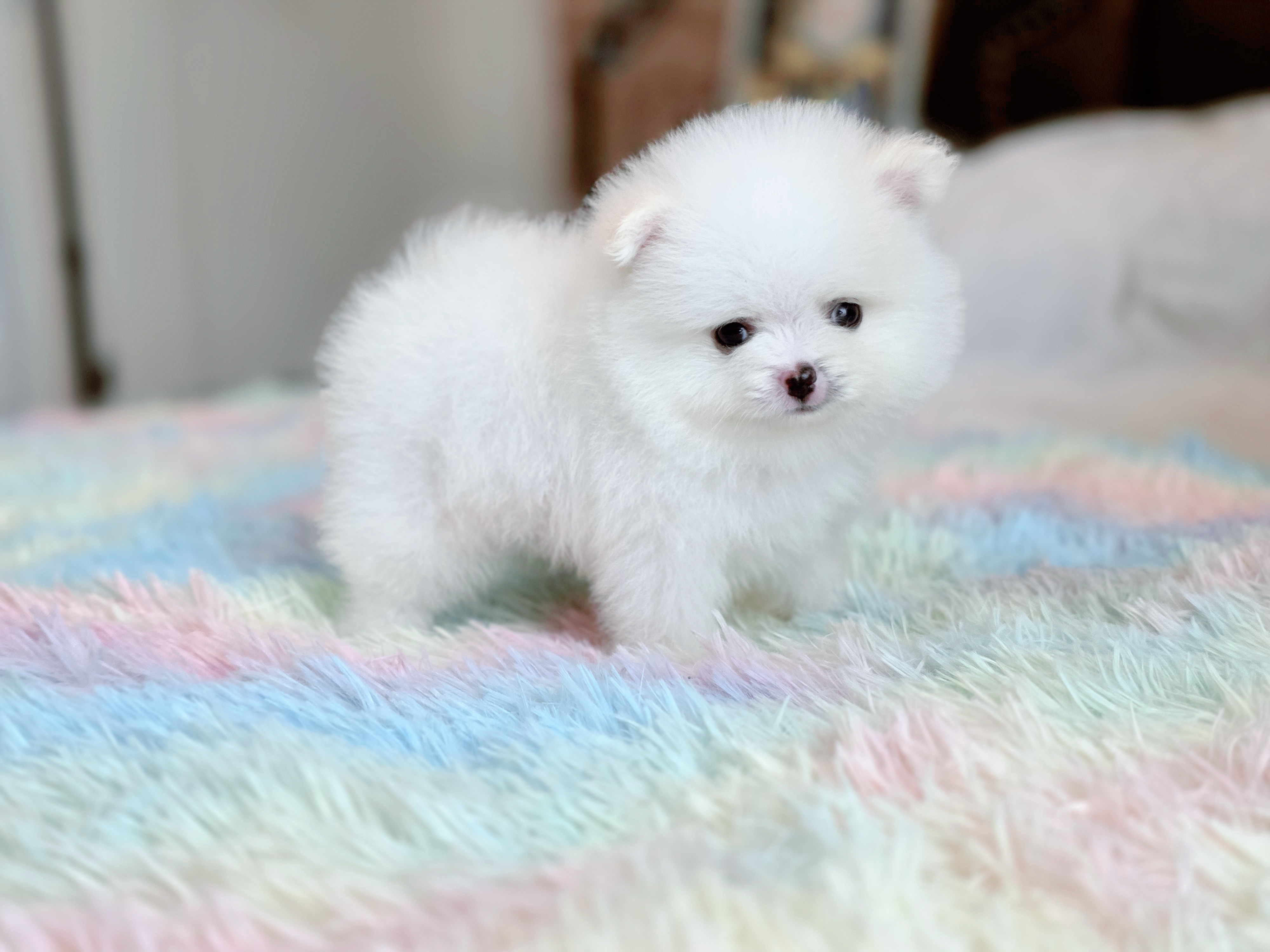 ปอมขาวไซส์จิ๋วพันธุ์แท้