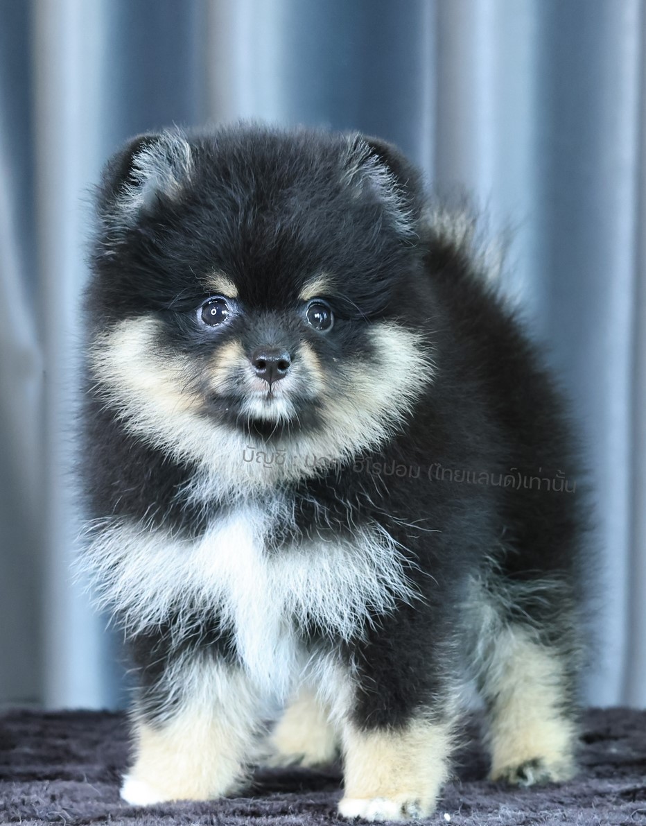ปอมแท้ ปอมเมอเรเนียน HRM-68759 เพศชาย สีแบล็คแทน อายุ 2 เดือน หน้าตาน่ารัก ขาสั้...