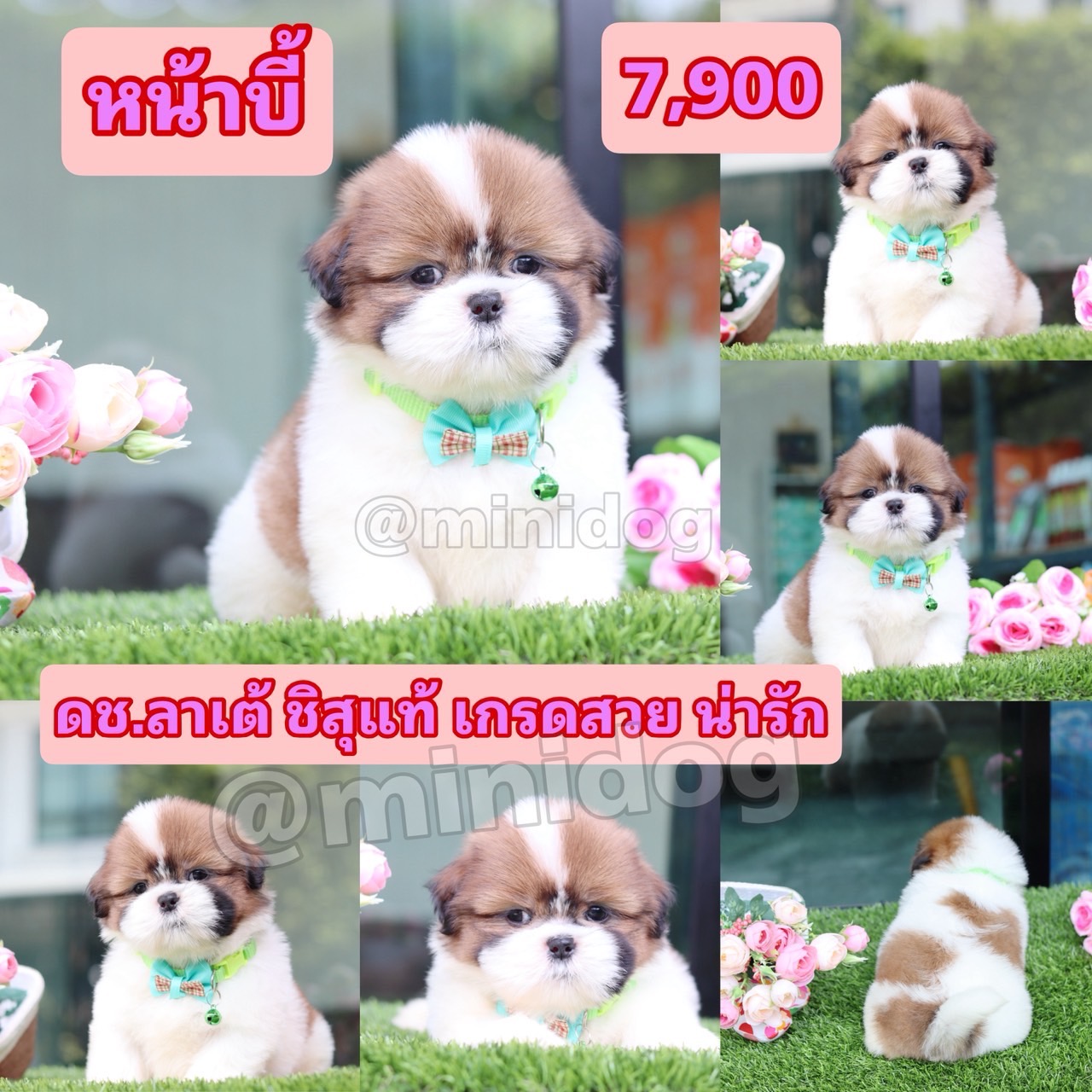 ชิสุแท้เกรดสวย