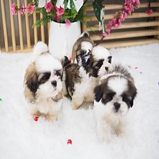 🏡kibzaa❌️ไม่มีสาขา❌️  ชิสุแท้ ราคาพิเศษ อัพเดท 10/11