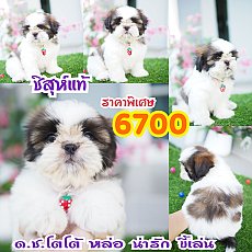 ชิสุแท้ พร้อมส่วนลด ❤️บ้านกิ๊ฟซ่าอัพเดท 21/11