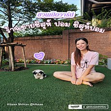 ชิสุห์แท้ กิ๊ฟซ่า 