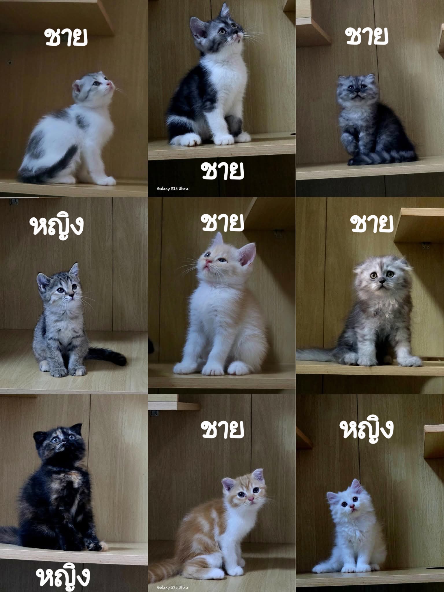 Scottish fold