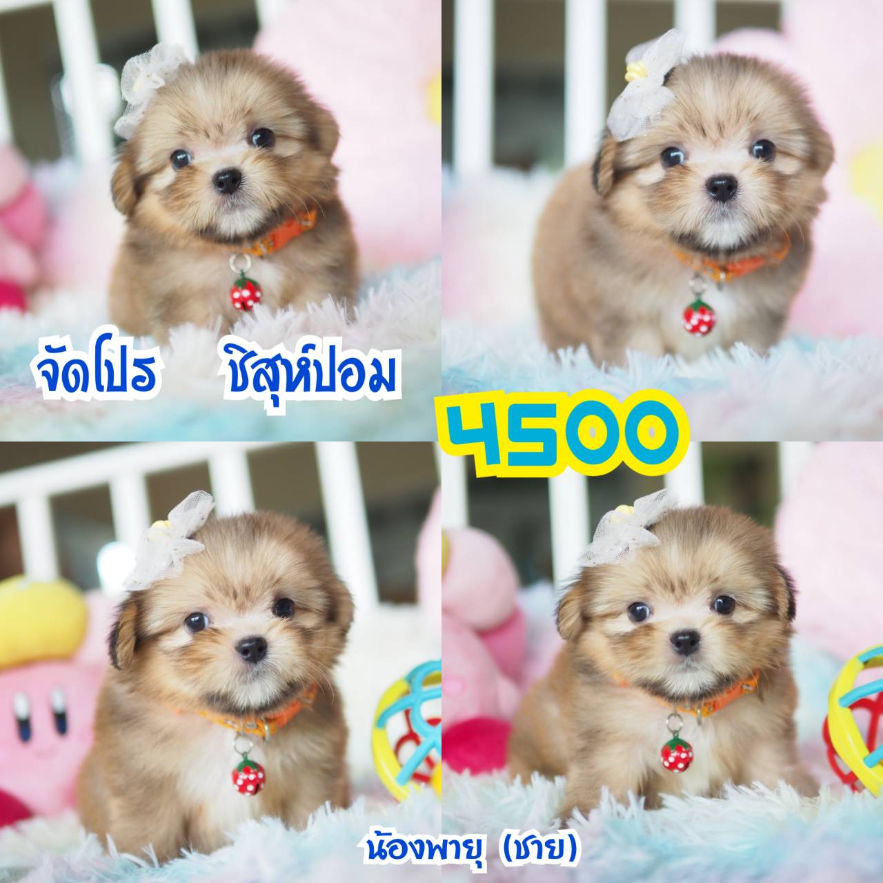 ชิสุห์ กิ๊ฟซ่า