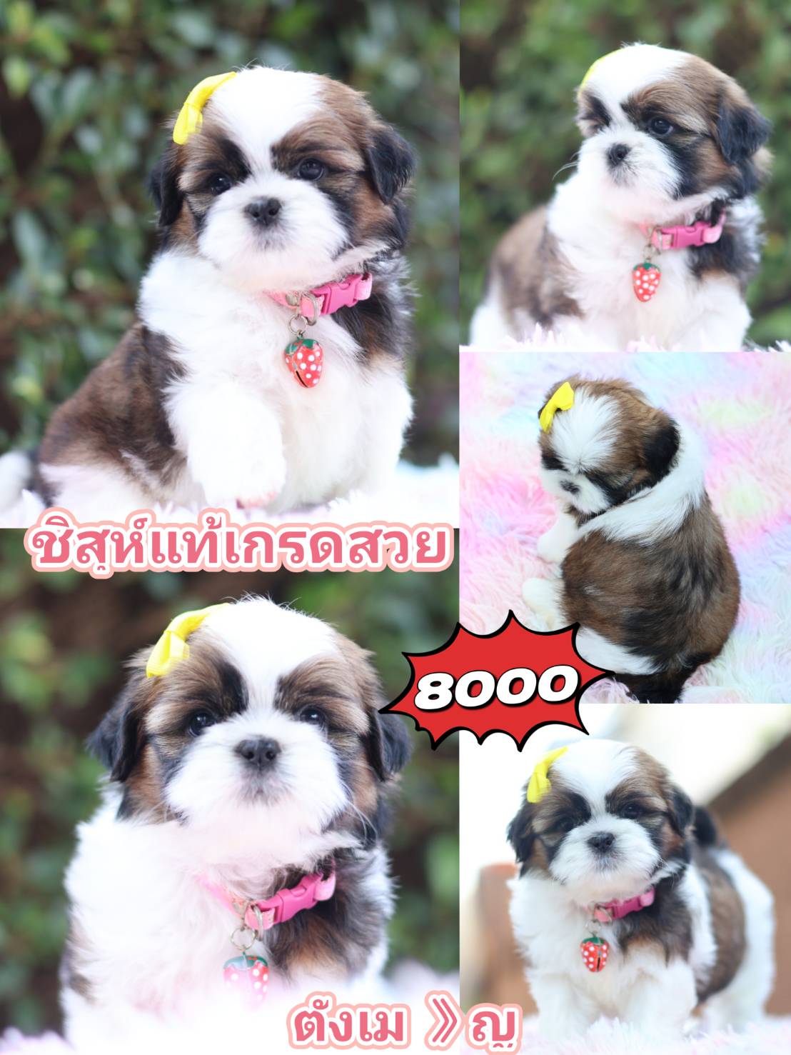 Kibzaa shihtzu