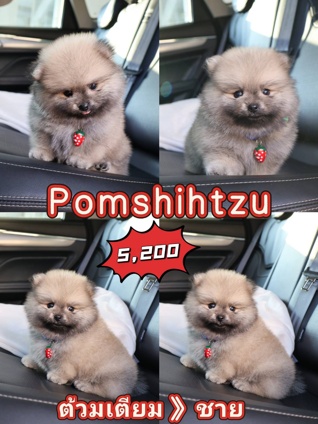 Pomshihtzu