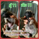 เปิดจอง ลูกปั๊๊ก ราคา 6800 บ.(ราชบุรี) 089-9164345