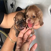 ปอมเมอเรเนียน  เมีย