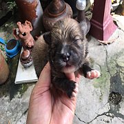 ปอมเมอเรเนียน