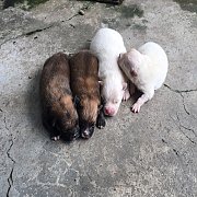 ปอมแท้น่ารัก เมีย 2 ตัว