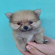 ปอมสวย ๆ น่ารัก