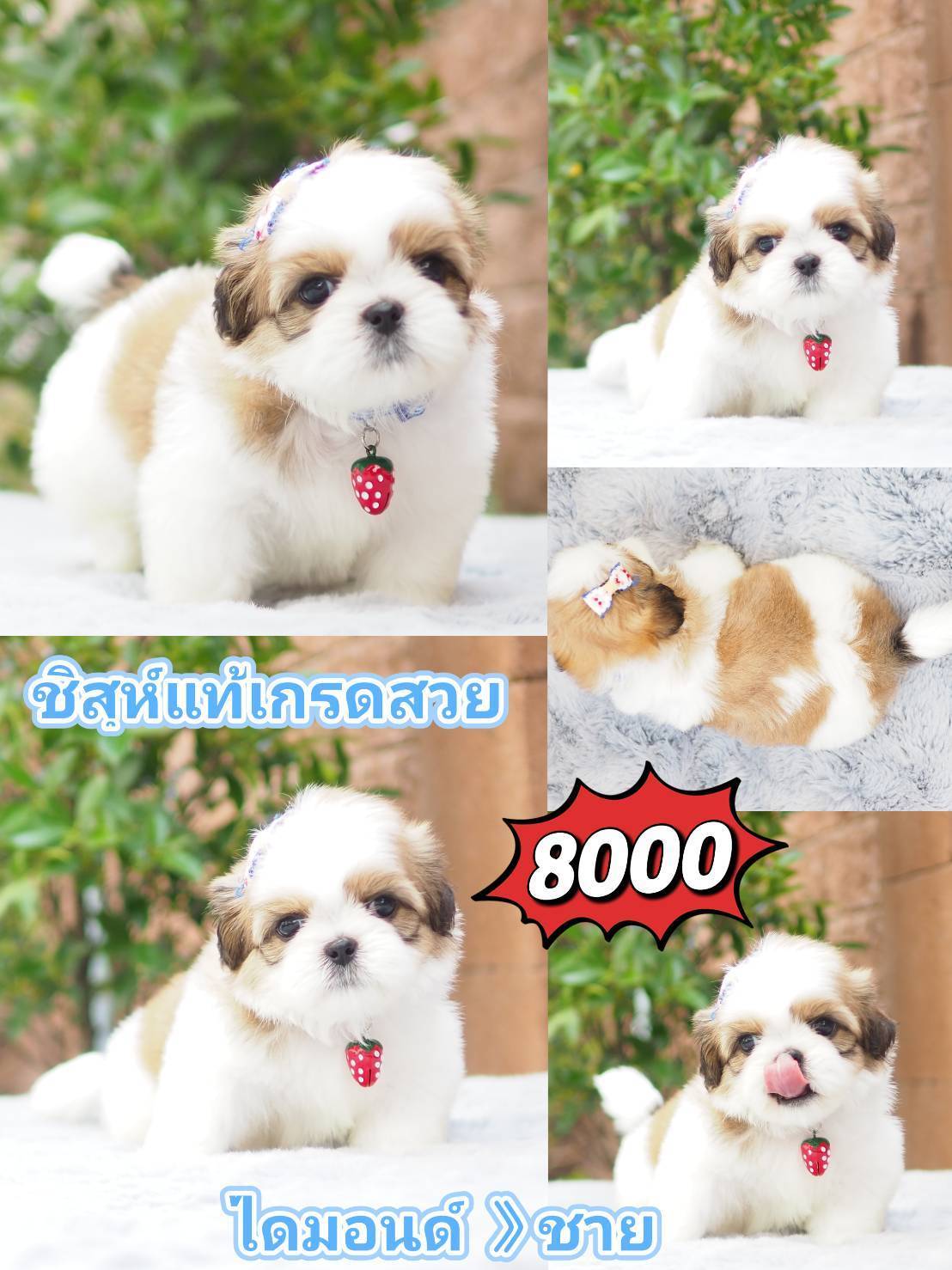 Shihtzu สวย+มีส่วนลด