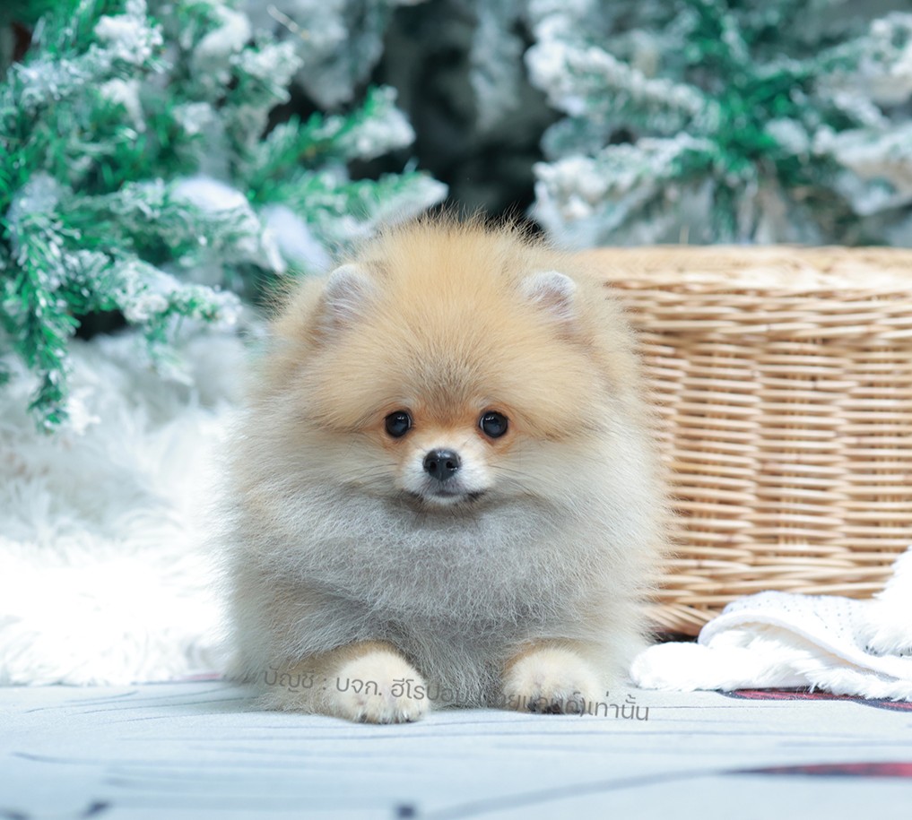 ปอมแท้ ปอมหน้าหมี HRM-10468 เพศชาย สีส้ม ตัวจิ๋วตัวเล็ก แก้มอ้วน น่าฟัดมาก ๆ ตอน...