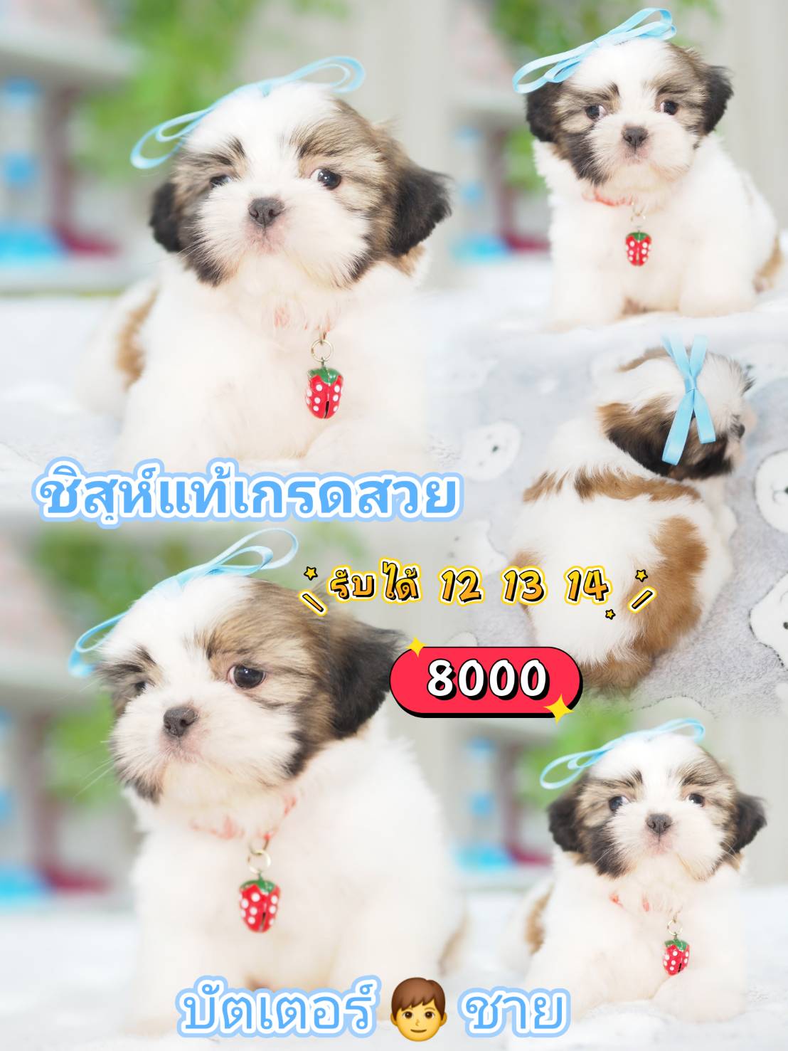 กิ๊ฟซ่าชิสุ