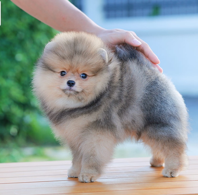 ปอมแท้ ปอมหน้าสั้น HRM-10575 เพศชาย สีlh, หนุ่มฮอต หน้าตาน่ารัก น่าเอ็นดูมาก ๆ แ...