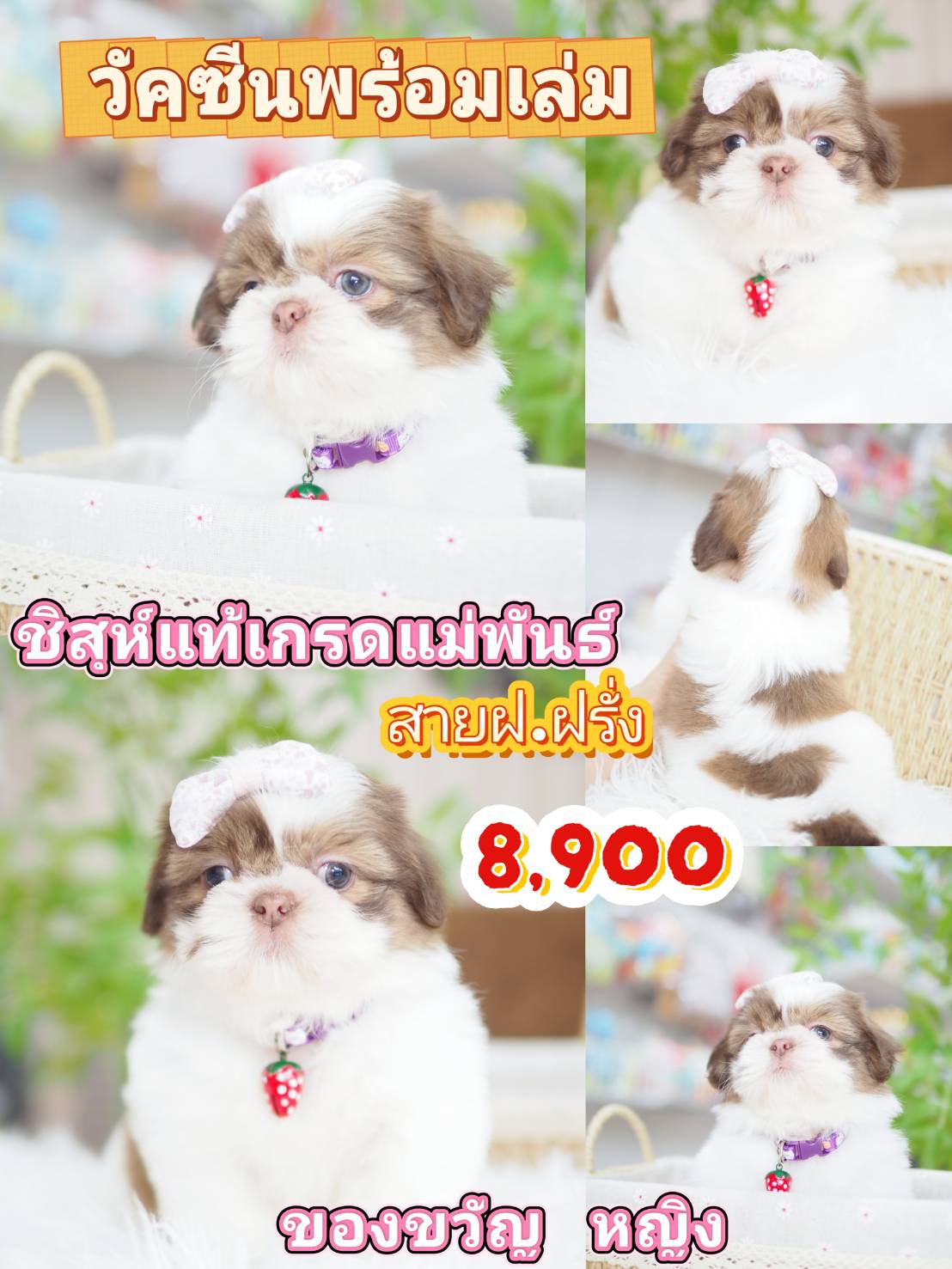 Shihtzu